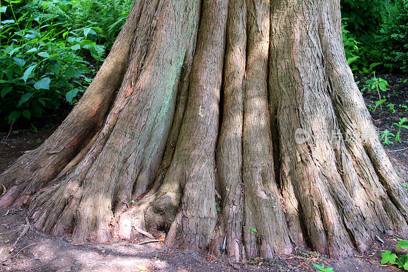 大沼泽柏树(taxodium distichum)的树壁图像